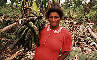 Floods and storms caused by Hurricane Mitch (the likes of which will be more common with climate change) destroyed banana fields and most other crops in La Mosquitia, Honduras.