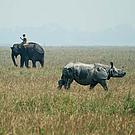 Vets on elephant back dart rhinos