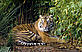 WWF / Frédy MERCAY Sumatran tiger