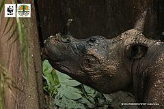 first contact with Sumatran rhino in over 40 years ©Ari WIBOWO/WWF-Indonesia first contact with Sumatran rhino in over 40 years