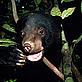 Terry Domico / WWF-Canon Sun bear ; Sepilok Rehabilitation Centre, Malaysia