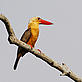 Bird in the Sundarbans