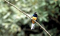 Surucua trogon, Atlantic Rainforest, Brazil - © Michel Gunther / WWF-Canon Surucua trogon, Atlantic Rainforest, Brazil