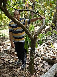 Sutarno explaining grafting