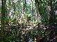 © WWF-Greater Mekong Swamp forest habitat of Javan rhino Swamp forest habitat of Javan rhino