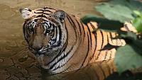 Bengal tiger - Diane Walkington / WWF-UK Bengal tiger