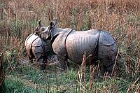 Indian rhinoceros, mother and calf. Chitwan National Park, Nepal - © Michel Gunther / WWF-Canon Indian rhinoceros, mother and calf. Chitwan National Park, Nepal