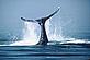 Humpback whale tailfin © WWF-Canon / William W. ROSSITER