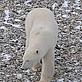 © Geoff YORK / WWF International From the Tundra Buggy® Lodge and made possible by Polar Bears International A curious polar bear gets up close to the Tundra Buggy and the people working inside.
