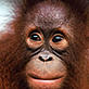 (c) Digital Vision - WWF UK © Digital Vision