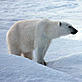 © WWF Canon / Michel TERRETTAZ