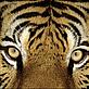 Portrait of an Indian tiger. Close-up eyes.
