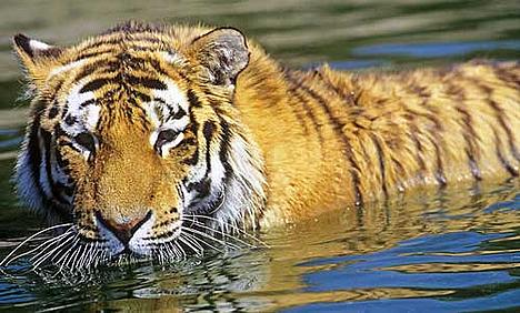save the tiger