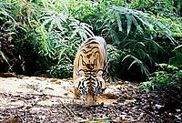 A young tiger Sumatran tiger captured by camera trap in Riau Province, Sumatra, Indonesia. 
