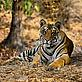 Tiger lying down, India.