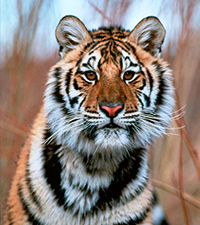 tiger