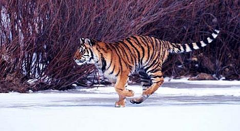 Amur or Siberian tiger