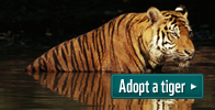 Adopt a tiger