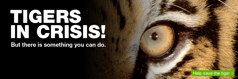 Tigers in crisis - help save the tiger