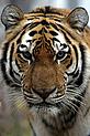 Vladimir Filonov / WWF-Russia Amur tiger