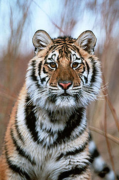 Amur or Siberian tiger
© Klein & Hubert / WWF Amur or Siberian tiger