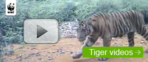 Watch Tiger Videos