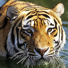 Close-up tiger © David Lawson / WWF-UK