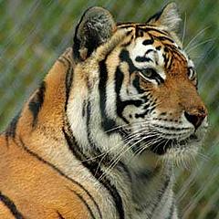 Tiger Farming