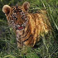 Tiger cub