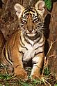 Young Sumatran tiger cub - Alain COMPOST / WWF-Canon Young Sumatran tiger cub