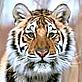 amur tiger © WWF/KLEIN & HUBERT