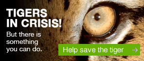 Tigers in Crisis! But there is something you can do. Help save the tiger.
