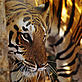 Amur tiger © David LAWSON/WWF-UK