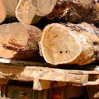 Logs on lorry