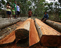 Indigenous family with sawn timber