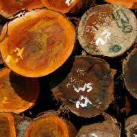 Legally harvested timber, Samreboi, Ghana