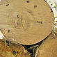 © Andres UNTERLADSTAETTER / WWF Tree trunks being processed at timber plant