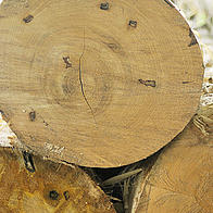 Tree trunks being processed at timber plant