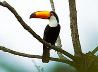 Toco toucan (Ramphastos toco)