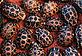 © Martin HARVEY / WWF-Canon Madagascar radiated tortoise, Geochelone radiata, Newly hatched youngsters Madagascar Southern Madagascar Madagascar radiated tortoise © Martin HARVEY / WWF-Canon