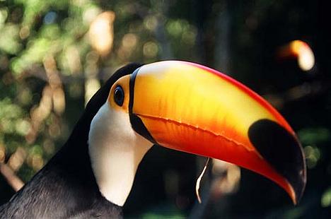 Toucan