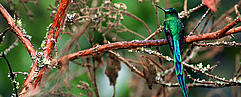 Long-tailed Sylph (Aglaiocercus kingi); Colombia