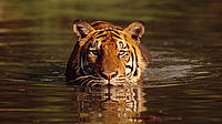 Indian tiger, Bangkok, Thailand - Martin HARVEY / WWF-Canon Indian tiger, Bangkok, Thailand