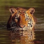 Indian tiger, Bangkok, Thailand Indian tiger, Bangkok, Thailand