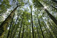 Deciduous trees