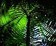 Tropical rainforest