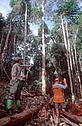 WWF Canon / Edward Parker Controlled directional felling in FSC certified tropical rainforest Controlled directional felling in FSC certified tropical rainforest