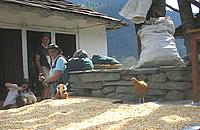 Drying grains - Nepal