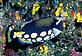 Clown triggerfish use disruptive colouration to confuse predators. Fiji