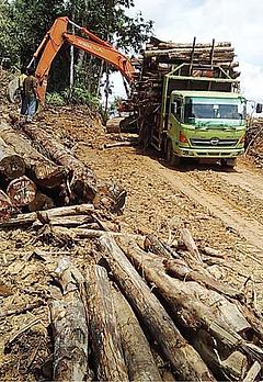 Truck loaded with illegal timber WWF